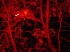 Pseudocheirus peregrinus