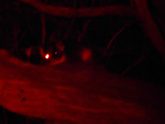 Pseudocheirus peregrinus