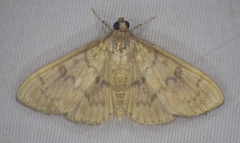 Psara obscuralis