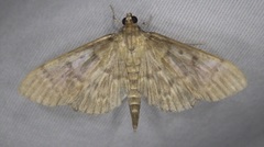 Herpetogramma aeglealis