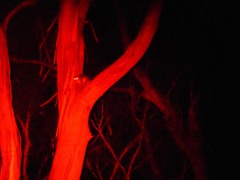 Pseudocheirus peregrinus