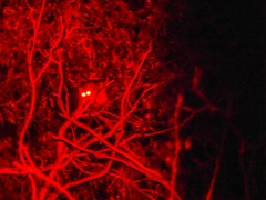 Pseudocheirus peregrinus