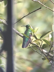 Anthracothorax viridis