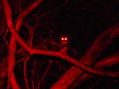 Pseudocheirus peregrinus