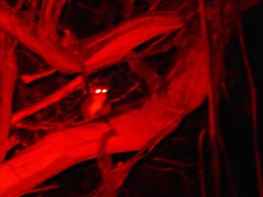 Pseudocheirus peregrinus