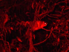 Pseudocheirus peregrinus