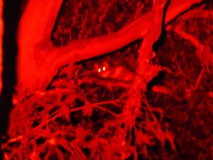 Pseudocheirus peregrinus