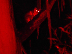 Pseudocheirus peregrinus