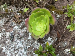 Aeonium canariense image