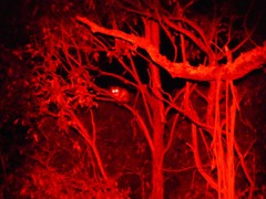 Pseudocheirus peregrinus