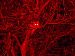 Pseudocheirus peregrinus