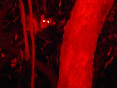 Pseudocheirus peregrinus