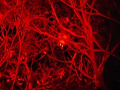 Pseudocheirus peregrinus