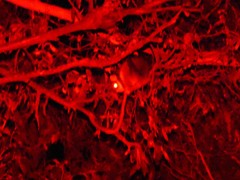 Pseudocheirus peregrinus