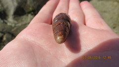 Atrimitra idae