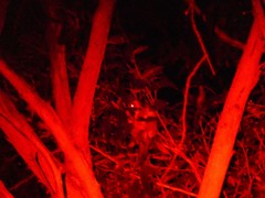 Pseudocheirus peregrinus