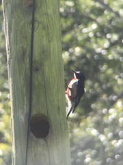 Melanerpes portoricensis