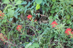 Castilleja affinis