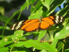 Heliconiini