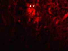 Pseudocheirus peregrinus