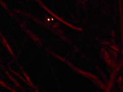 Pseudocheirus peregrinus