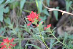 Castilleja affinis