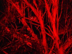 Pseudocheirus peregrinus