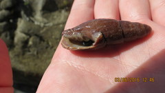 Atrimitra idae