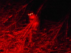 Pseudocheirus peregrinus