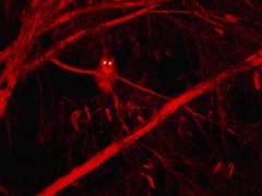 Pseudocheirus peregrinus