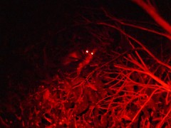 Pseudocheirus peregrinus