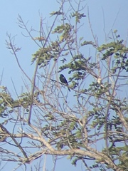 Icterus portoricensis