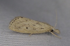 Diatraea lisetta