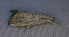 Haimbachia squamulellus