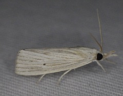 Xubida panalope