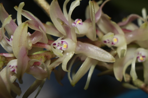 Epidendrum hamatum (Garay) Dressler 3