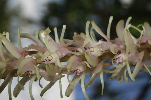 Epidendrum hamatum (Garay) Dressler 4