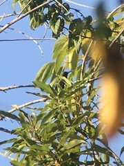 Anthracothorax aurulentus