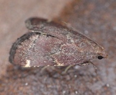 Hypsopygia intermedialis