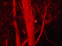 Pseudocheirus peregrinus