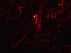 Pseudocheirus peregrinus