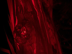 Pseudocheirus peregrinus