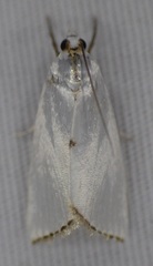 Diatraea lisetta