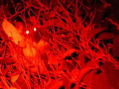 Pseudocheirus peregrinus