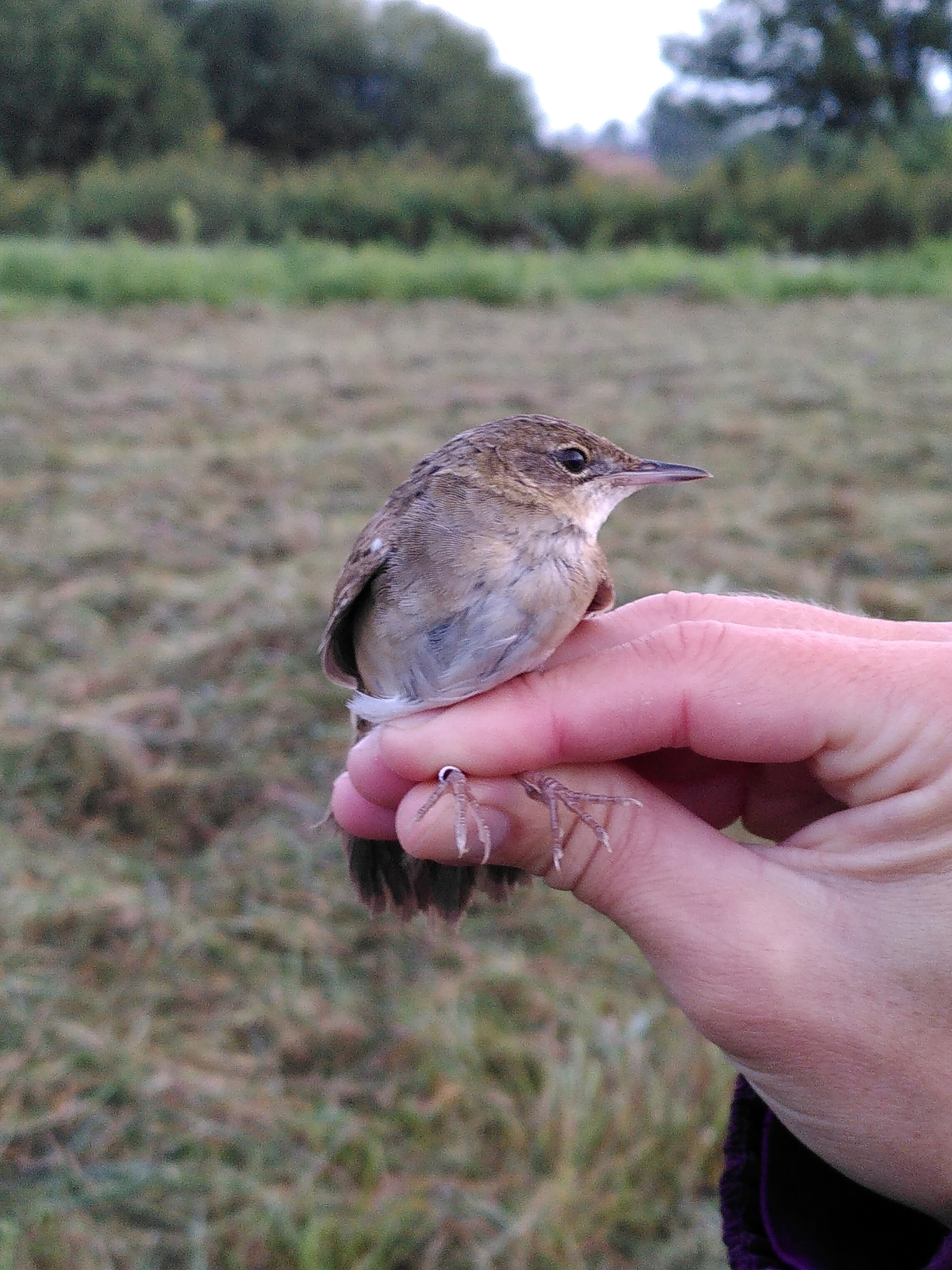 Common Grasshopper Warbler