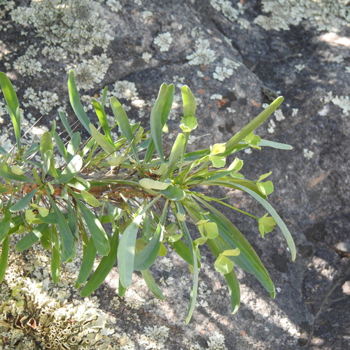 Image of Euphorbia Loricata (Euphorbia loricata) by (c) Noeleen du Toit, some rights reserved (CC BY-SA)