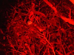 Pseudocheirus peregrinus