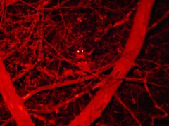 Pseudocheirus peregrinus