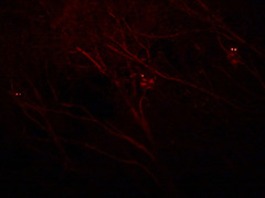 Pseudocheirus peregrinus