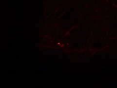 Pseudocheirus peregrinus